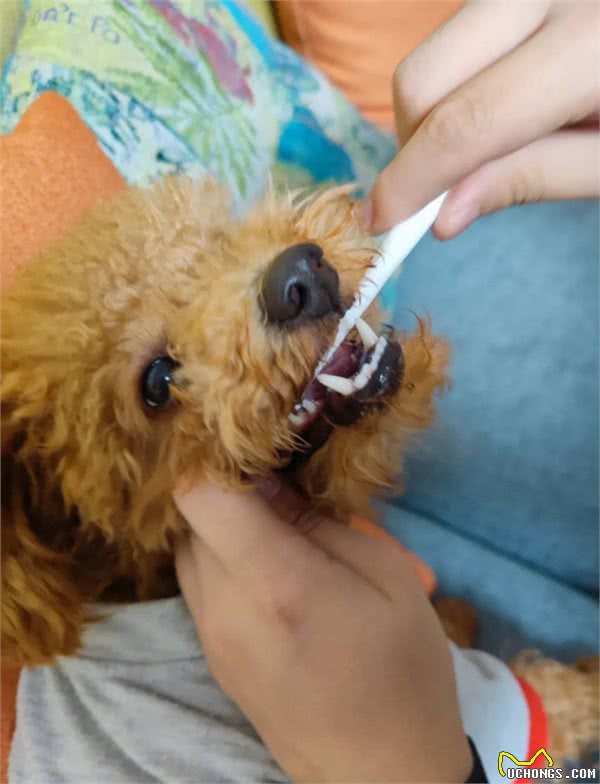 罕见的狗狗口腔护理:探秘牙龈按摩的益处