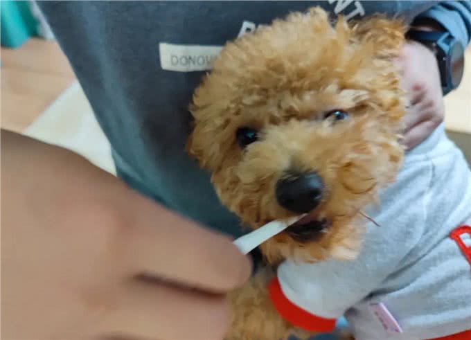罕见的狗狗口腔护理:探秘牙龈按摩的益处