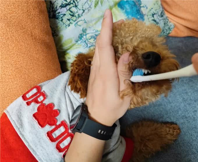 罕见的狗狗口腔护理:探秘牙龈按摩的益处