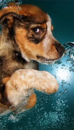 罕见的狗狗口腔护理:探秘牙龈按摩的益处