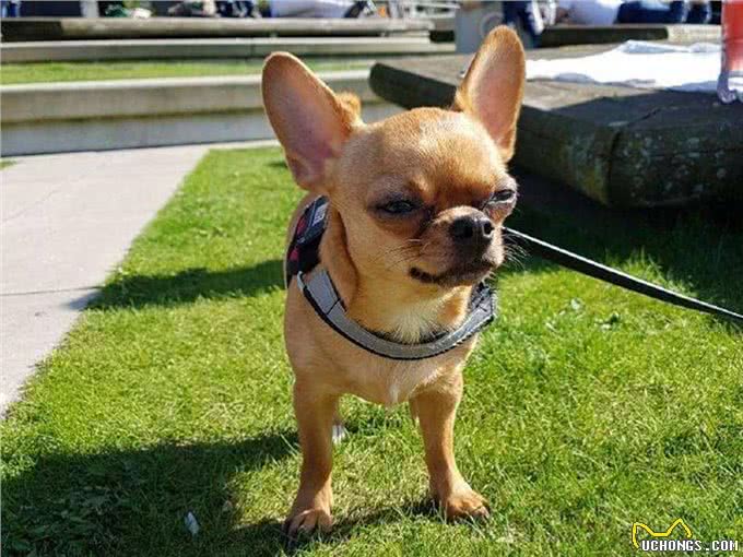 在夜晚,狗狗能看见人类看不见的东西?没错,真的可以