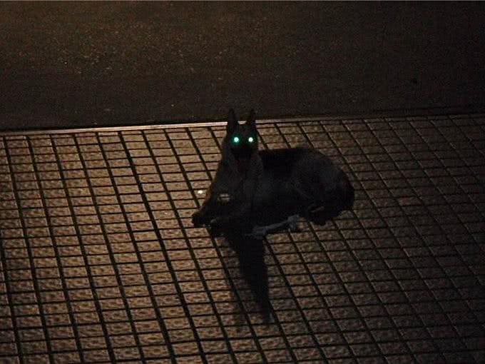在夜晚,狗狗能看见人类看不见的东西?没错,真的可以