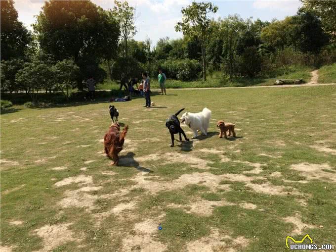 在夜晚,狗狗能看见人类看不见的东西?没错,真的可以