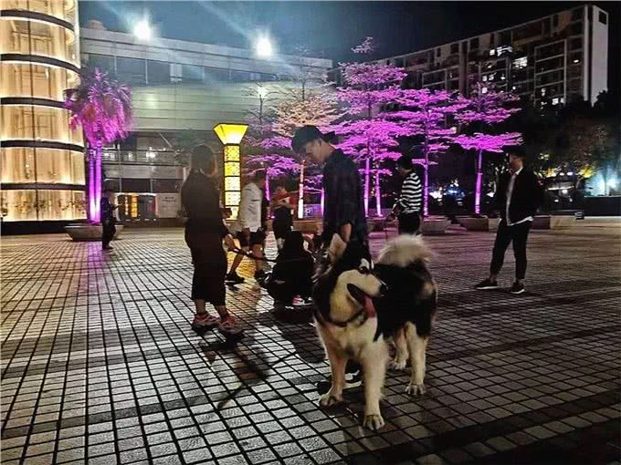 在夜晚,狗狗能看见人类看不见的东西?没错,真的可以