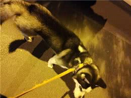 在夜晚，狗狗能看见人类看不见的东西?没错，真的可以