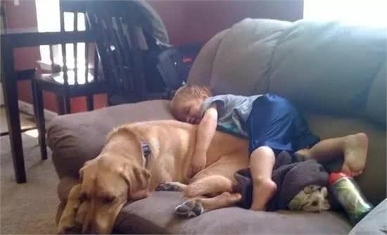 汪酱与小孩同在!适合陪伴小孩的狗狗