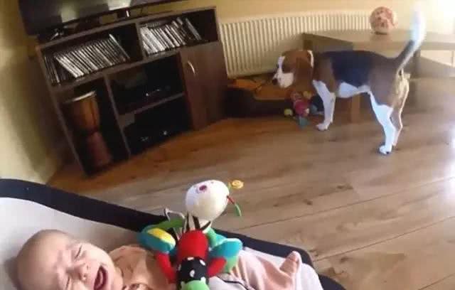 汪酱与小孩同在!适合陪伴小孩的狗狗