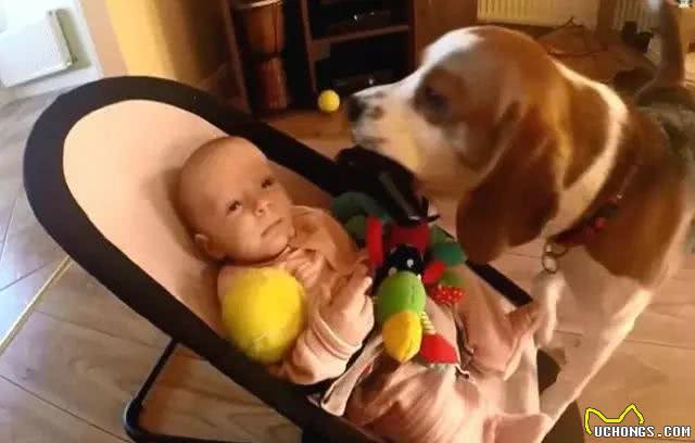 汪酱与小孩同在!适合陪伴小孩的狗狗