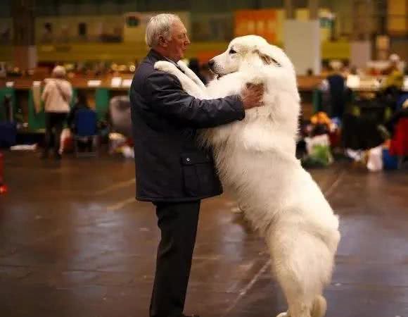 汪酱与小孩同在!适合陪伴小孩的狗狗