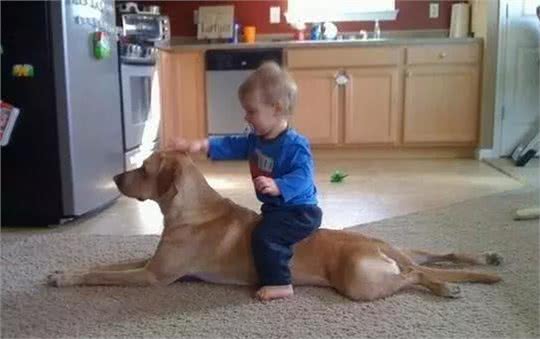 汪酱与小孩同在!适合陪伴小孩的狗狗