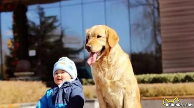 汪酱与小孩同在!适合陪伴小孩的狗狗