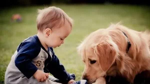 汪酱与小孩同在!适合陪伴小孩的狗狗