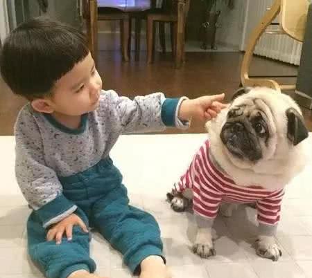 汪酱与小孩同在!适合陪伴小孩的狗狗