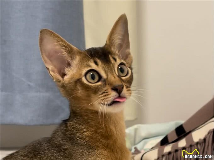 揭秘猫咪智商排名,看看你家的喵星人是否上榜!