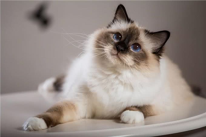 揭秘猫咪智商排名,看看你家的喵星人是否上榜!