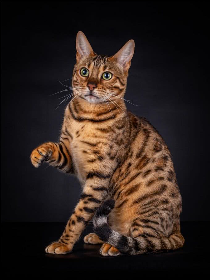 揭秘猫咪智商排名,看看你家的喵星人是否上榜!