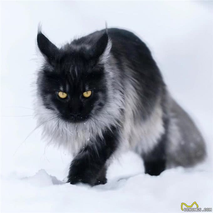 揭秘猫咪智商排名,看看你家的喵星人是否上榜!