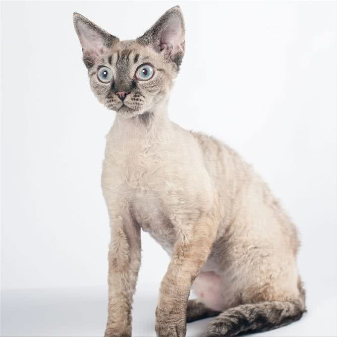 揭秘猫咪智商排名,看看你家的喵星人是否上榜!