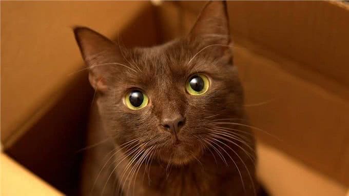 揭秘猫咪智商排名,看看你家的喵星人是否上榜!