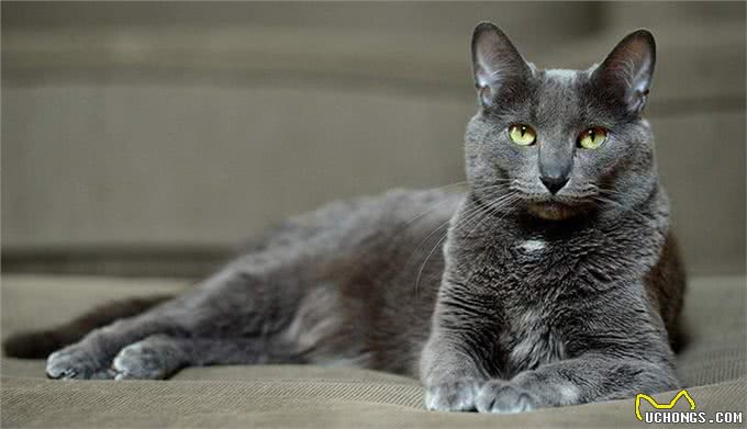 揭秘猫咪智商排名,看看你家的喵星人是否上榜!