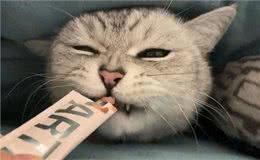 揭秘猫咪智商排名，看看你家的喵星人是否上榜!