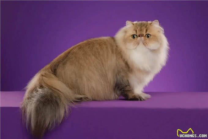 为什么波斯猫逐渐淡出宠物圈?网友：原因有这些