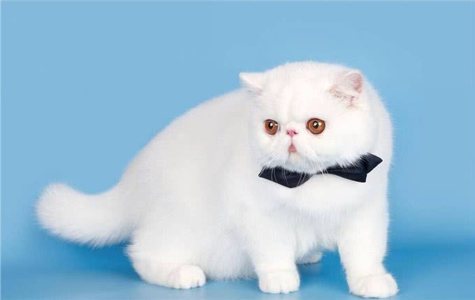 为什么波斯猫逐渐淡出宠物圈?网友：原因有这些