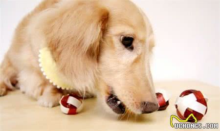 夏天到了,是否狗狗会经常出现口臭问题?那应该如何治理呢?