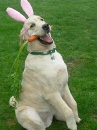 夏天到了,是否狗狗会经常出现口臭问题?那应该如何治理呢?