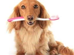 夏天到了，是否狗狗会经常出现口臭问题?那应该如何治理呢?