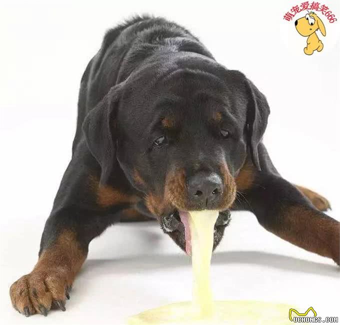 狗狗呕吐,也有可能会致命,紧急措施,一定要学会!