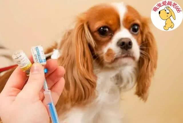 狗狗呕吐,也有可能会致命,紧急措施,一定要学会!