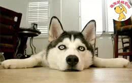 狗狗呕吐，也有可能会致命，紧急措施，一定要学会!