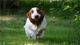 巴吉度犬为什么被禁养，巴吉度猎犬禁养吗，为什么养巴吉度的人少