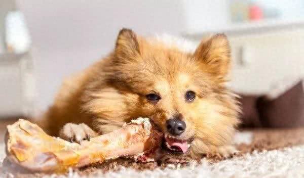 狗狗真的爱吃骨头吗?不建议让小狗吃骨头的原因