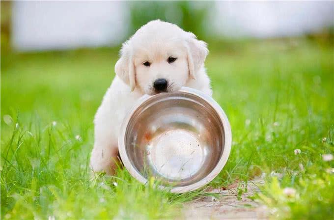 除了正常的狗粮之外,还可以给狗吃一些零食,让它的营养更全面