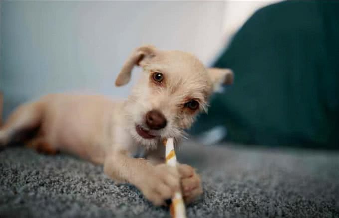 除了正常的狗粮之外,还可以给狗吃一些零食,让它的营养更全面