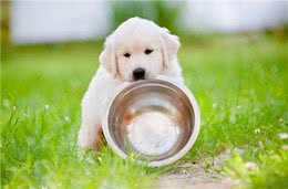 除了正常的狗粮之外，还可以给狗吃一些零食，让它的营养更全面