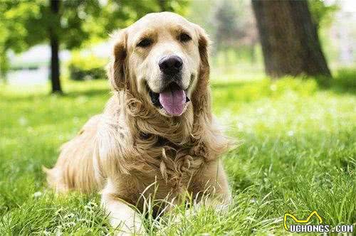 狗狗癌症早发现早治疗,定期体检,对中老年犬必不可少