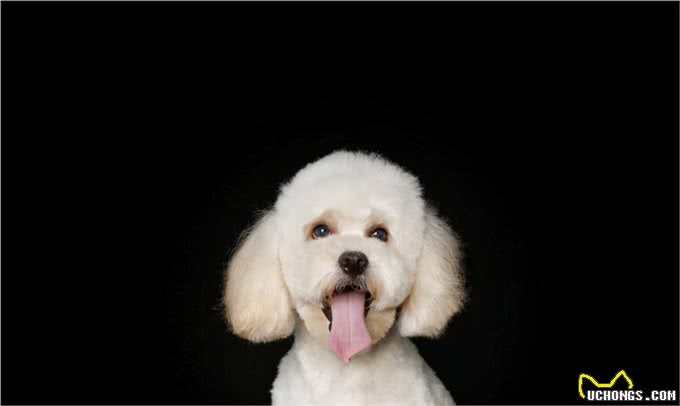 泰迪犬的价格是多少?那个体型的贵?