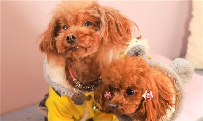 泰迪犬的价格是多少?那个体型的贵?