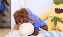 泰迪犬的价格是多少?那个体型的贵?