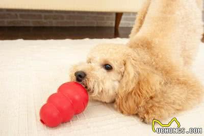 狗狗快吃真的短命?揭秘狗狗吃饭速度与寿命的关系