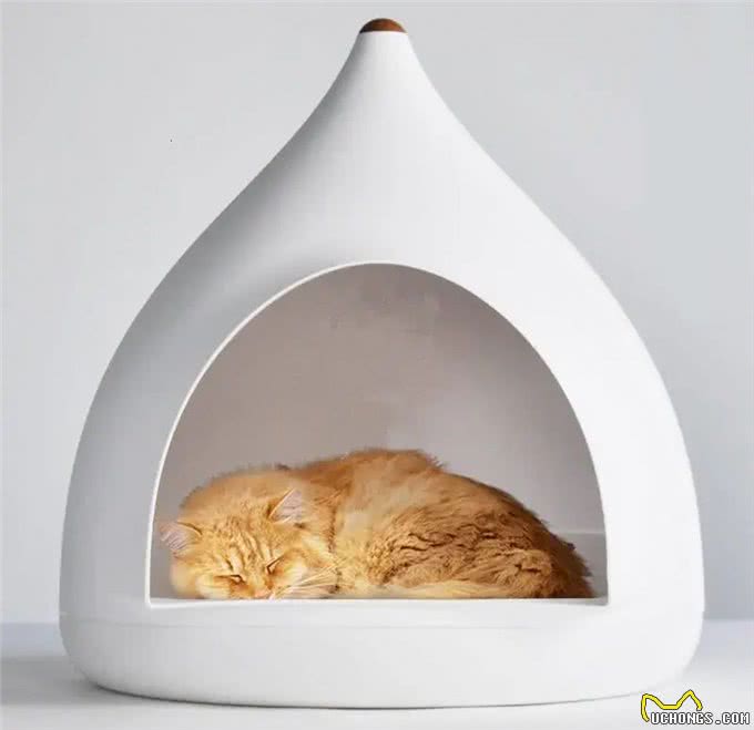 新手养猫到底该怎么养?