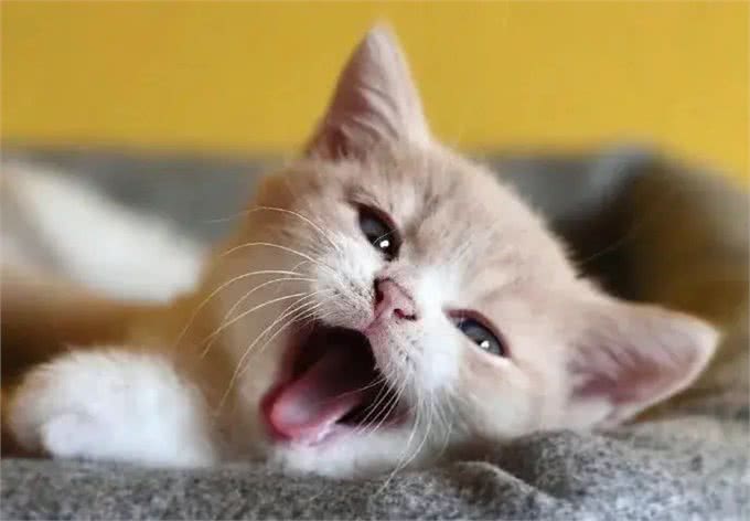 新手养猫到底该怎么养?