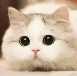 新手养猫到底该怎么养?