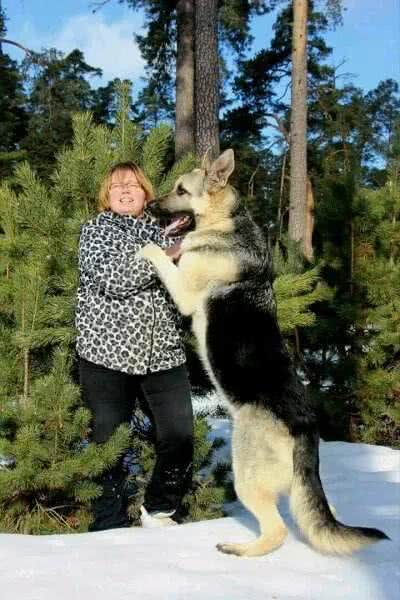 2万一只东欧牧羊犬,比德牧强悍,很多进了饭店