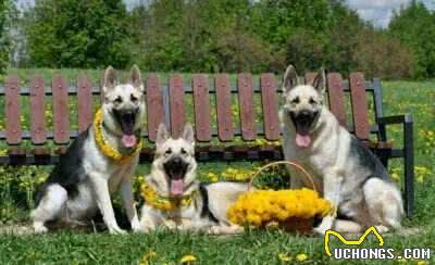 2万一只东欧牧羊犬,比德牧强悍,很多进了饭店