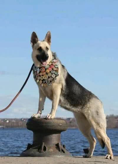 2万一只东欧牧羊犬,比德牧强悍,很多进了饭店