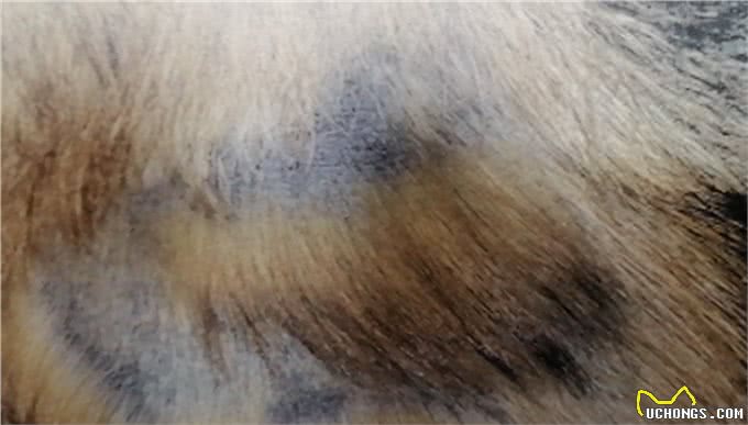 狗的蠕形螨感染